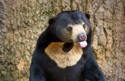 Society Diary: Sun bears, smiling mouths, and a fox cub