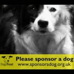 Dogs trust best sale advert music