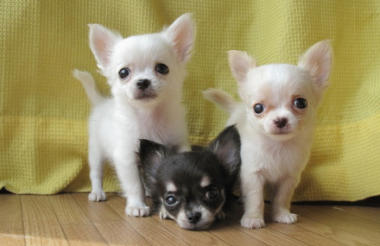 really tiny dogs