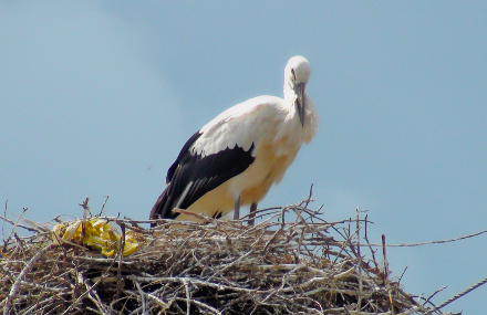 Society Diary: Migratory bird forces Polish charity to ...